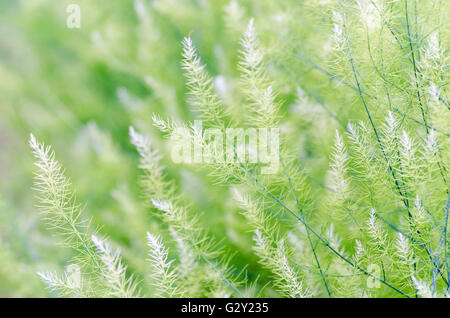 Fondo naturale di piccole foglie verdi di Asparagus officinalis Foto Stock