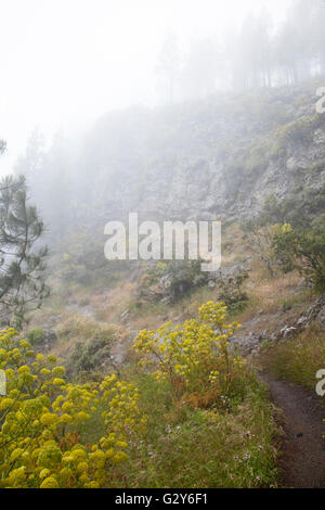 Navigazione Gran Canaria, nebbioso giorno a Las Cumbres, le zone più alte dell'isola, Cruz de Tejeda - Artenara trail Foto Stock