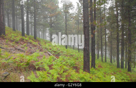 Navigazione Gran Canaria, nebbioso giorno a Las Cumbres, le zone più elevate dell'isola Foto Stock