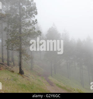 Navigazione Gran Canaria, nebbioso giorno a Las Cumbres, le zone più elevate dell'isola Foto Stock