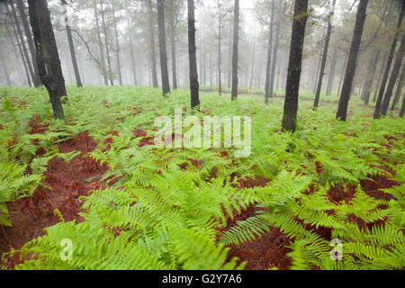 Navigazione Gran Canaria, nebbioso giorno a Las Cumbres, le zone più alte dell'isola, Cruz de Tejeda - Artenara trail Foto Stock