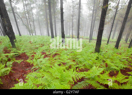 Navigazione Gran Canaria, nebbioso giorno a Las Cumbres, le zone più alte dell'isola, Cruz de Tejeda - Artenara trail Foto Stock