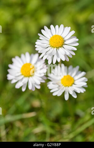 Macro shot di tre Daisy bianca fiori in un campo di margherite Foto Stock