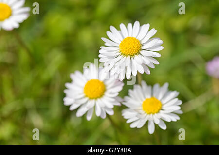 Macro shot di tre Daisy bianca fiori in un campo di margherite Foto Stock