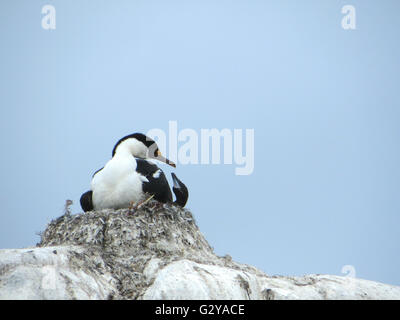 Blue eyed shag nel suo nido di nutrire i suoi pulcini in Antartide Foto Stock