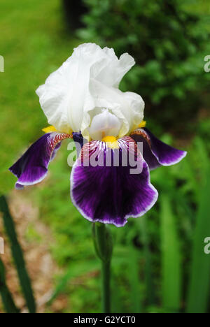 Viola e Bianco Iris barbuto che fiorisce in primavera Foto Stock