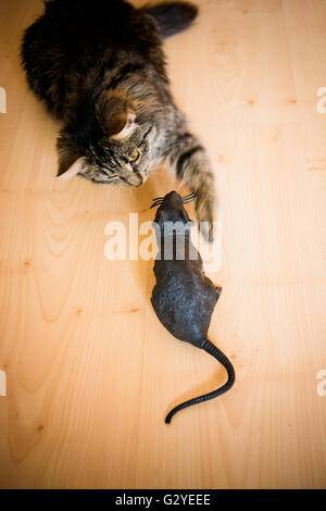 Domestico gatto tabby giocando con un mouse giocattolo di plastica Foto Stock