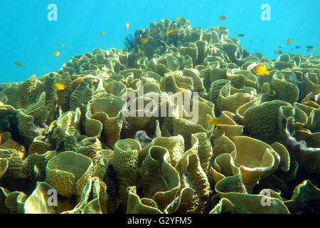 4 Giugno 2016 - La Grande Barriera Corallina, Australia - sulla scia di questo anno la peggiore mai-corallo evento sbiancante per la Grande Barriera Corallina, sano coral persiste in Watson Bay, Lizard Island, della Grande Barriera Corallina, Queensland, Australia Foto Stock