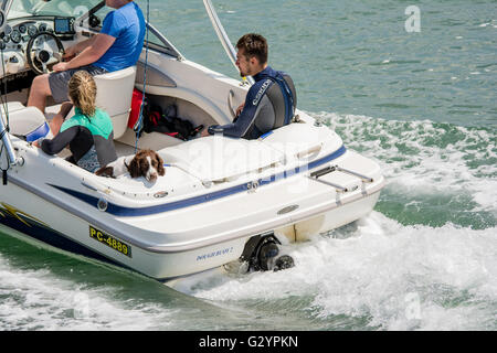 Aberystwyth, Wales, Regno Unito. 05 Giugno, 2016. La refrigerazione del cane al sole Aberdyfi Galles 5/6/16 Credito: Paul Williams/Alamy Live News Foto Stock