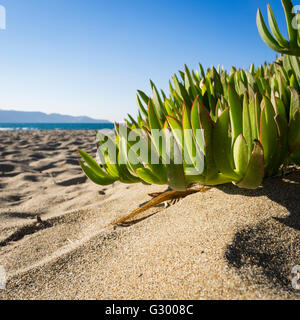 Produzione di ghiaccio Foto Stock