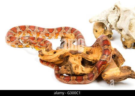 Snake.elaphe guttata.giovani Boa constrictor su uno sfondo bianco. Foto Stock