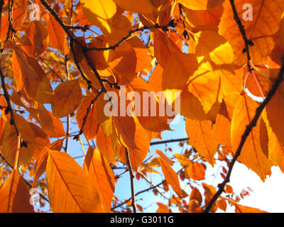 Bella caduta delle foglie dell'albero Foto Stock