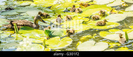 Anatroccoli nuoto tra acqua lillys Foto Stock