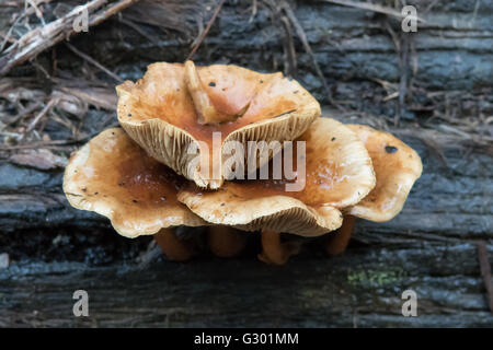 Omphalotus nidiformis, Ghost fungo in Kinglake NP, Victoria, Australia Foto Stock