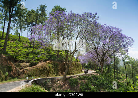 Sri Lanka, Ella, alberi di jacaranda in fioritura sulla strada rurale passando attraverso la piantagione di tè Foto Stock