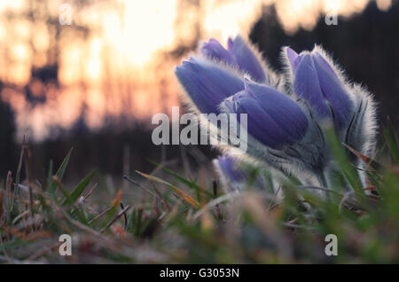 Fiore di primavera Pasqueflower- Pulsatilla grandis, gruppo di fiori viola, sullo sfondo il tramonto sul prato Foto Stock