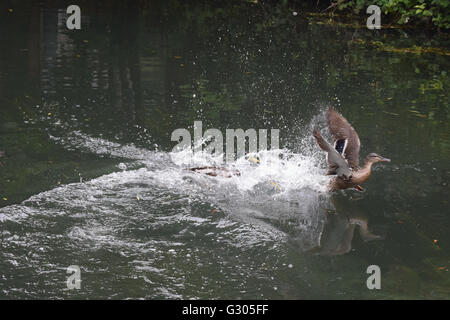 Femmina Mallard duck volare lontano a basso livello dell'acqua da drake mallard Foto Stock