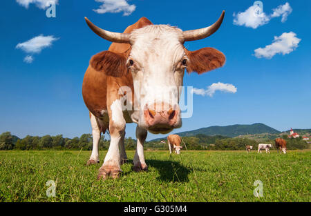 Mucca in un campo su un luminoso giorno di sole Foto Stock