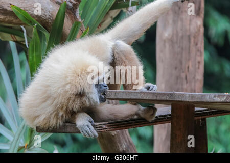 Gibbons davanti a un prato verde Foto Stock