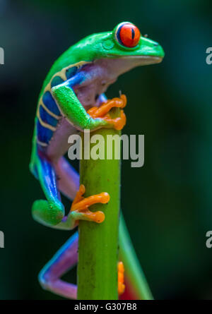 Red-Eyed Raganella in Costa Rica rain forest Foto Stock