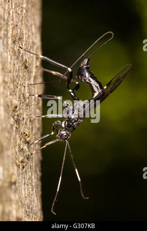 Una femmina Ichneumonid Wasp (Xorides stigmapterus) oviposits nelle larve di legno che alesano i coleotteri nel tronco di un albero morto. Foto Stock