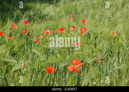 Poppies in cornfield Foto Stock