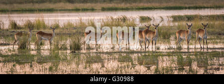 Panorama di red lechwe allevamento in zone umide Foto Stock