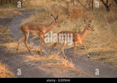 Due giovani impala camminare su pista di sabbia Foto Stock