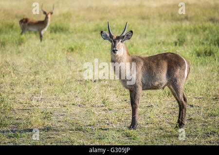 Giovani e waterbuck lechwe rosso in Prato Foto Stock