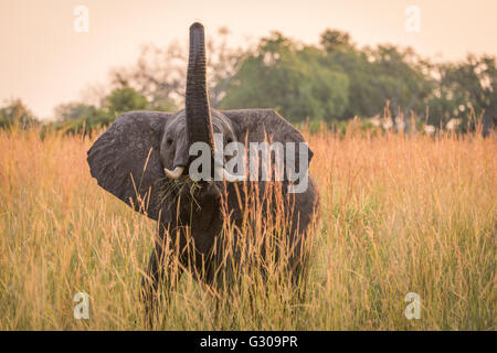 Baby Elephant mangiare erba con tronco sollevato Foto Stock