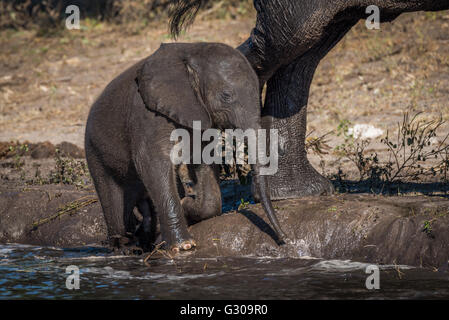 Baby Elephant si inginocchia sulla riva accanto a madre Foto Stock