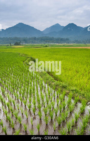 Le risaie, Bukittinggi, a ovest di Sumatra, Indonesia, Asia sud-orientale, Asia Foto Stock