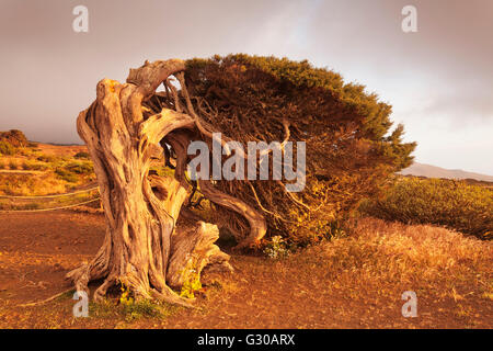 Isole Canarie ginepro (Juniperus cedrus), Riserva El Sabinar, UNESCO Riserva della Biosfera di El Hierro, Isole Canarie, Spagna Foto Stock