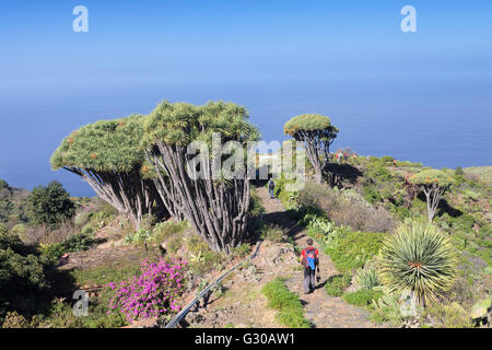 Percorso escursionistico e delle Canarie dragon tree (Dracaena draco), Las Tricias, La Palma Isole Canarie Spagna, Atlantico, Europa Foto Stock