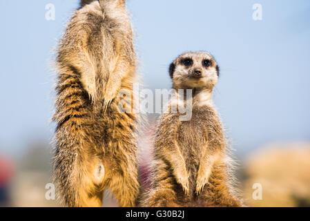 Il meerkat (suricate) (Suricata suricatta), Regno Unito, Europa Foto Stock