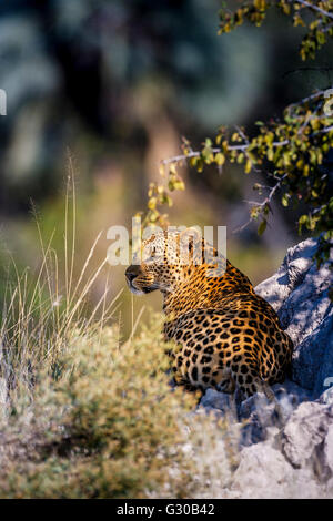 Leopard (Panthera pardus) poggiante su un tumulo termite, Moremi, Okavango Delta, Botswana, Africa Foto Stock