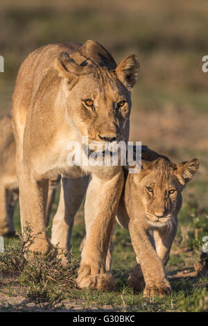Leonessa con cucciolo (Panthera leo), Kgalagadi Parco transfrontaliero, Northern Cape, Sud Africa e Africa Foto Stock