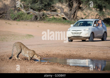 Ghepardo (Acinonyx jubatus) visto sul self drive safari, Kgalagadi Parco transfrontaliero, Sud Africa e Africa Foto Stock
