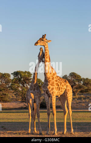 Giraffe (Giraffa camelopardalis) necking, Kgalagadi Parco transfrontaliero, Northern Cape, Sud Africa e Africa Foto Stock