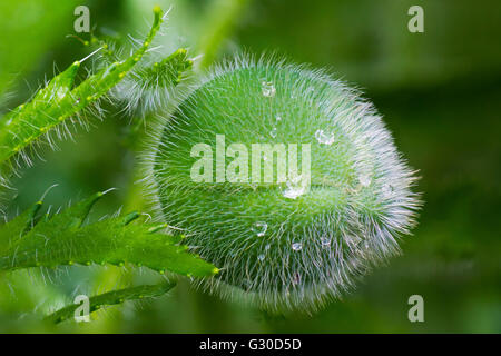 Fiore di papavero Pod Foto Stock