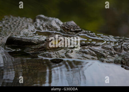 Gli occhi e la testa della terza captive coccodrillo di acqua salata nelle Filippine denominato Lapu-Lapu Foto Stock