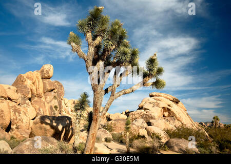 Alberi di Joshua (Yucca brevifolia) e le rocce di granito, Quaglia molle, Joshua Tree National Park, California USA Foto Stock