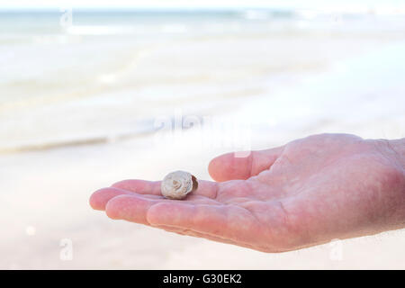 Uomo in possesso di una luna settentrionale va a passo di lumaca Guscio che ha trovato su una spiaggia Foto Stock