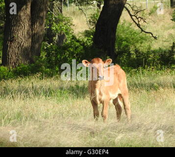 Un vitello Jersey (Bos taurus) sorge in un campo. Foto Stock