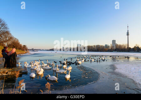 Alte Donau (Vecchio Danubio) con ghiaccio e un ice-free area con uccelli acquatici ( cigni ( Cygnus olor ) e folaghe ( fulica atra ) ) Foto Stock