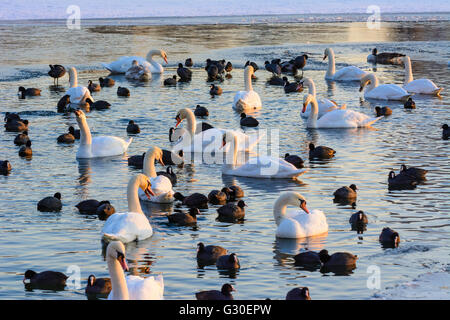 Alte Donau (Vecchio Danubio) con ghiaccio e un ice-free area con uccelli acquatici ( cigni ( Cygnus olor ) e folaghe ( fulica atra ) )) Foto Stock