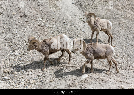 Bighorn - gruppo di ram Foto Stock