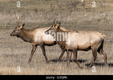 Elk - giovani tori Foto Stock