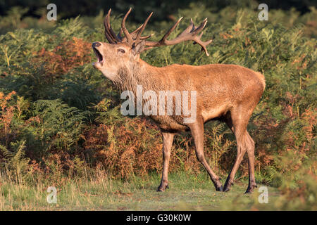 Red Deer Stag bugling Foto Stock