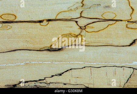 Vecchio texture - Mapple legno stabilizzato Foto Stock